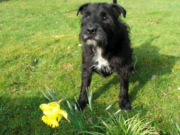 ipertensione polmonare cane cure