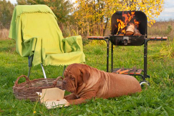 Picnic Reading