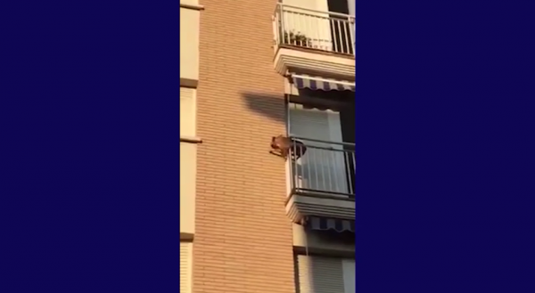 Cane si lancia dal balcone