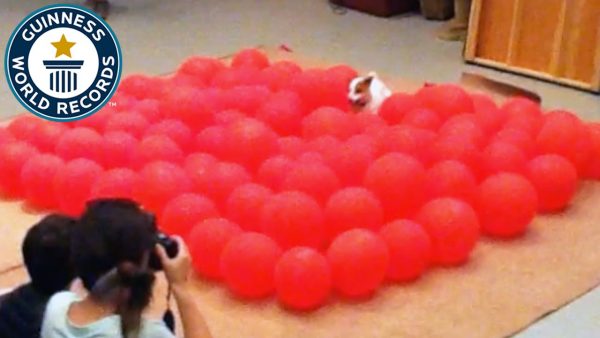 Jack Russell da guinness a scoppiare palloncini (VIDEO)
