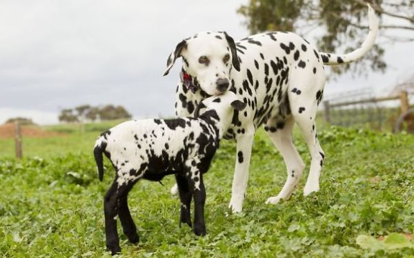 capretta e dalmata