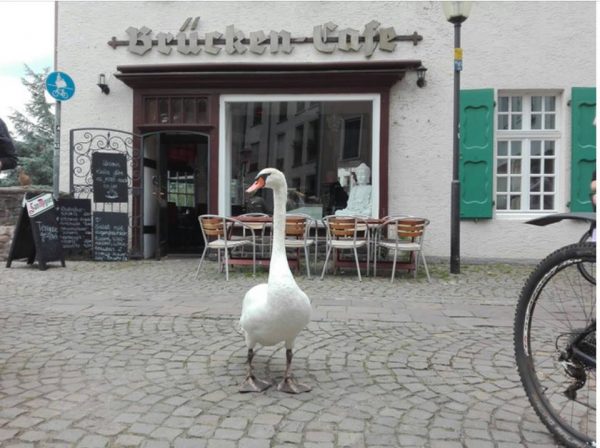 Alfredo, il cigno che ama la colazione al bar