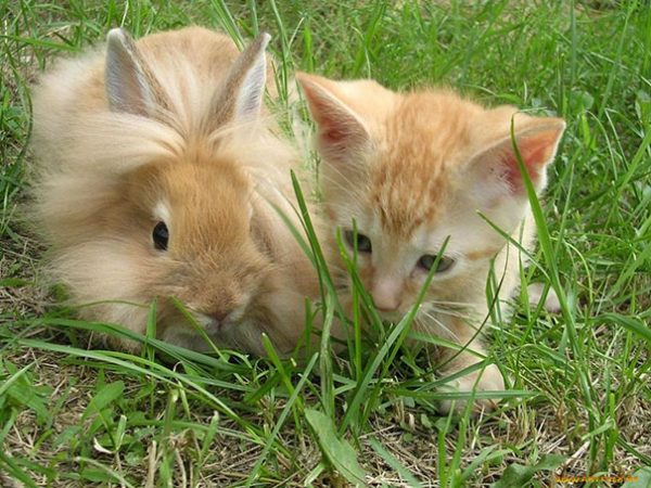 coniglietto nano e gattino sul prato