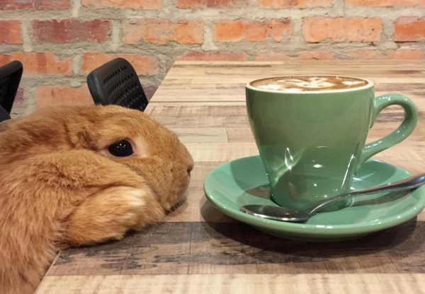 10 animali che si incontrano al caffè (FOTO)