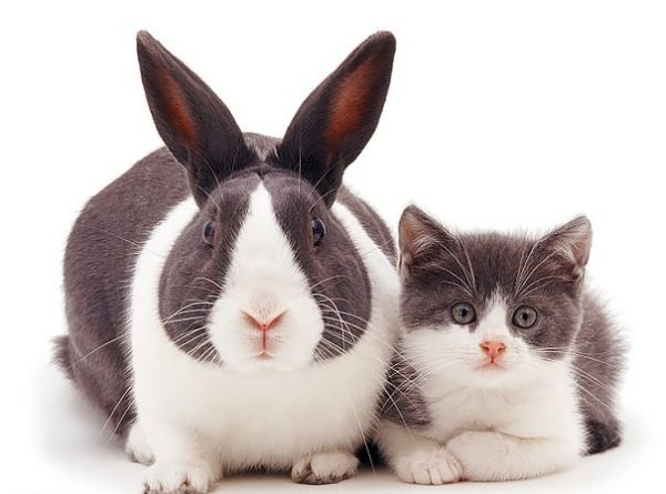 coniglio e gattino