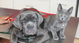 10 animali gemelli diversi (FOTO)