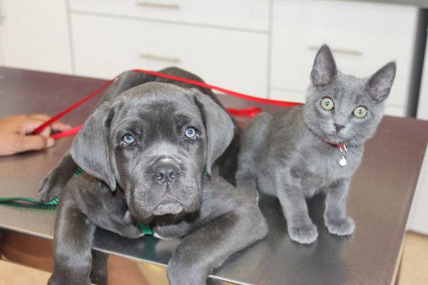 cucciolo labrador grigio e cucciolo certosino