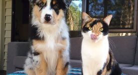 10 animali gemelli diversi (FOTO)