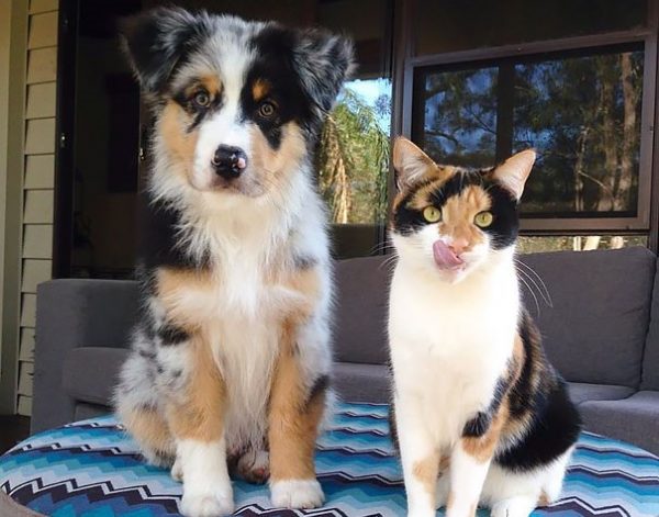 cucciolo pastore australiano e gatto in piedi