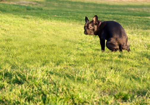 Dog pooping