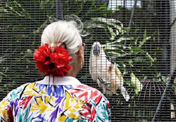 donna guarda pappagallo