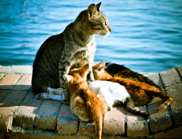 10 gatti al mare (FOTO)