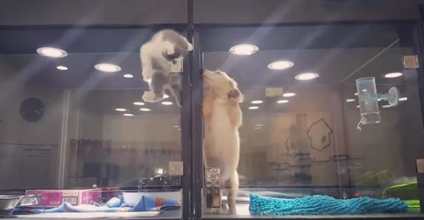 Il gattino e la scalata per amore (VIDEO)