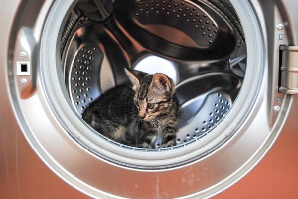 Gattino si addormenta nella lavatrice a 60 gradi