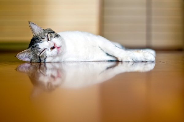 aiutare il gatto a non soffrire il caldo