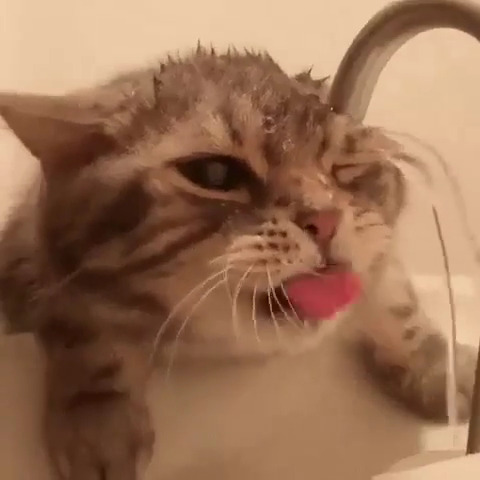 gatto al rubinetto