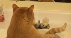 10 gatti che non sopportano il caldo (FOTO)