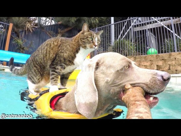 Gatto Digda e la speciale tavola da surf (VIDEO)