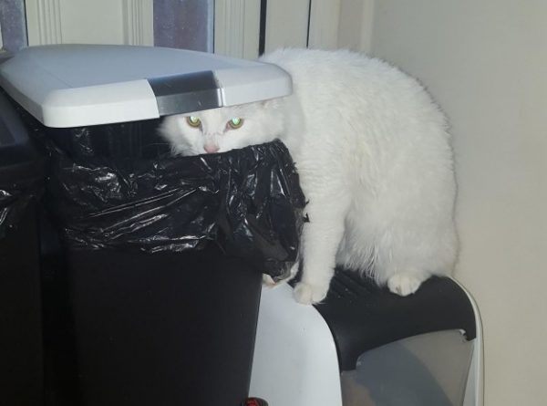 gatto con testa in un secchio