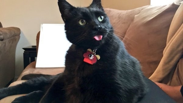 gatto nero con campanellino