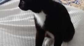 gatto nero e bianco