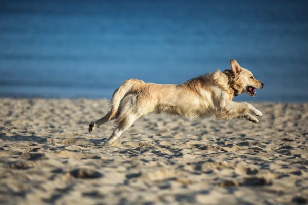 spiaggia, 10 cani che amano saltare all'aria aperta (FOTO)