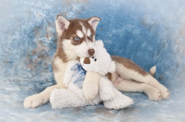 husky