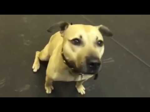 Il pitbull impazzito per la pizza (VIDEO)