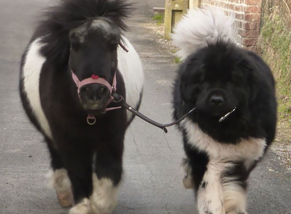 pony e cucciolo di terranova