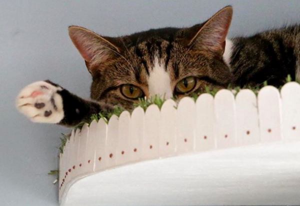 primo piano gatto