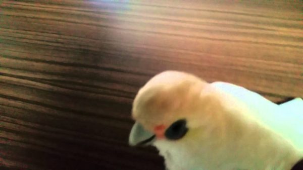 Eric, il pappagallo che non digerisce i broccoli (VIDEO)