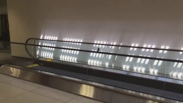 Il gioco spassoso di un passerotto alla stazione (VIDEO)