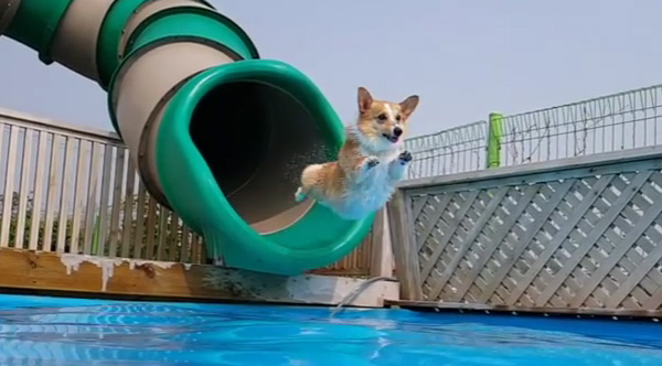 Corgi, scatenato party in piscina (VIDEO)