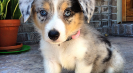 10 cani incredibili corgi mix (FOTO)