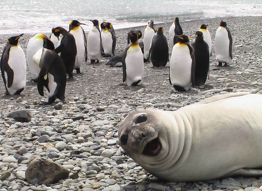 Foca in primo piano tra pinguini