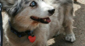 10 cani incredibili corgi mix (FOTO)
