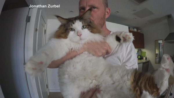 Sansone, il gatto lince grande come un pupone (VIDEO)