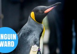 Sir Nils Olav, pinguino in carriera (VIDEO)
