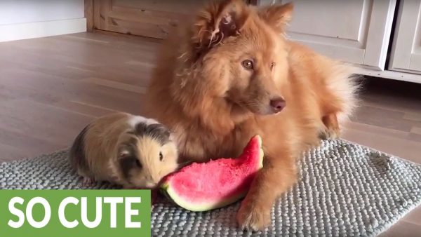 Porcellino e cane, pranzo di Ferragosto light (VIDEO)