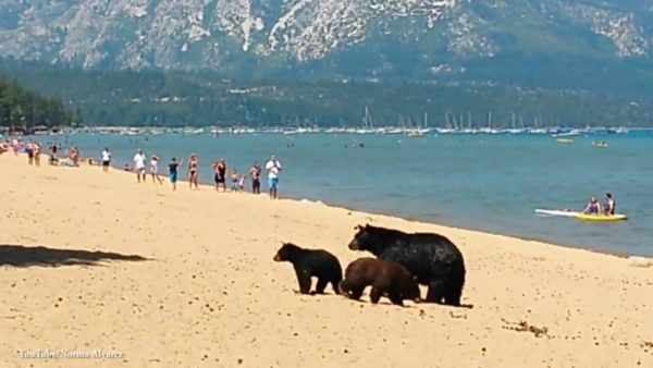 Mamma orsa e figli, agosto on the beach (VIDEO)