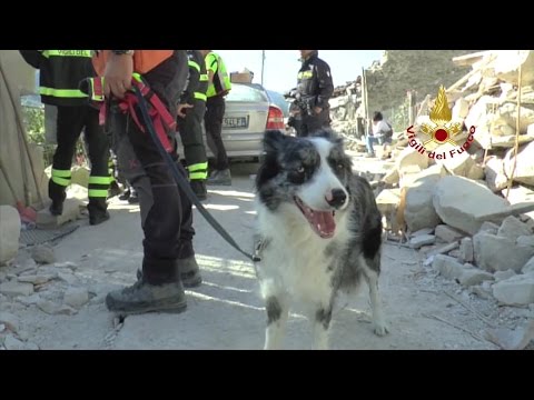 Terremoto in tempo reale, i cani da macerie hanno salvato 60 vite (VIDEO)