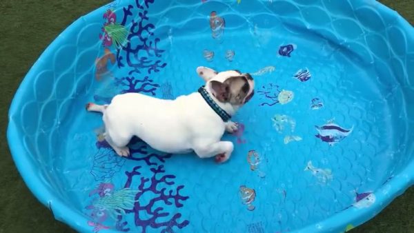 Simpaticissimo bulldog e la nuotata alternativa (VIDEO)
