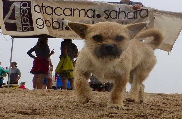cagnolina