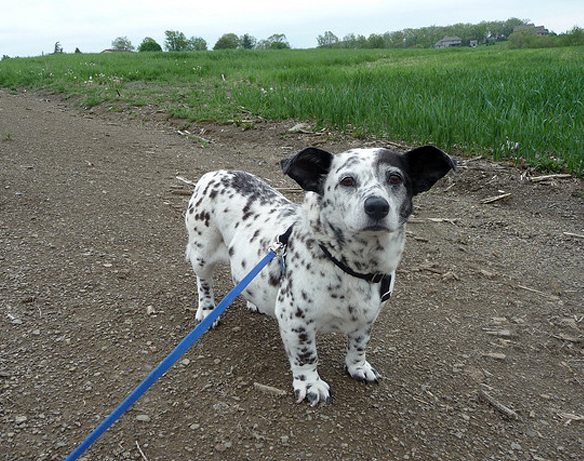cane corgitan