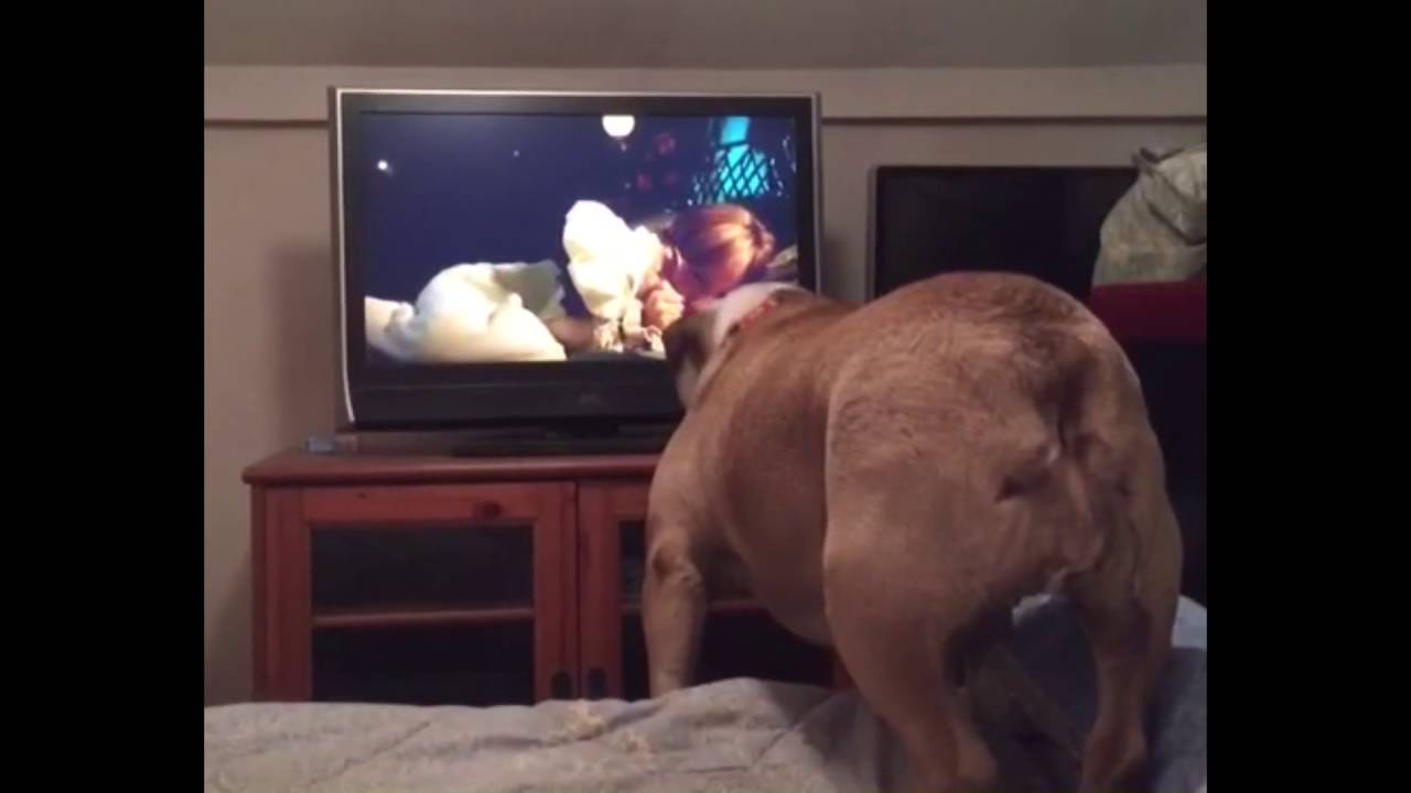 Amabile bulldog reattivo ai film horror (VIDEO)