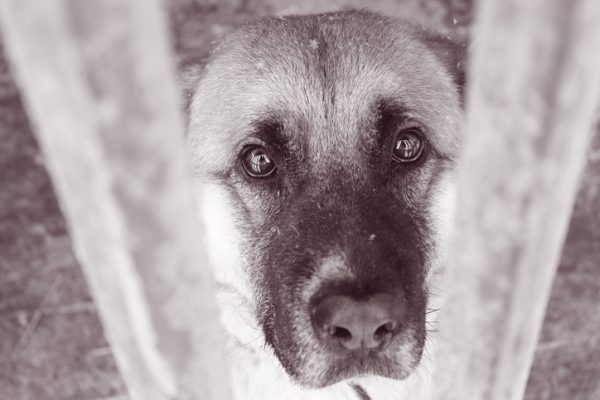 Beautiful and sad dog in the animal shelter