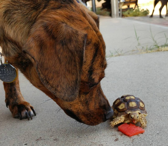 cane e tartaruga