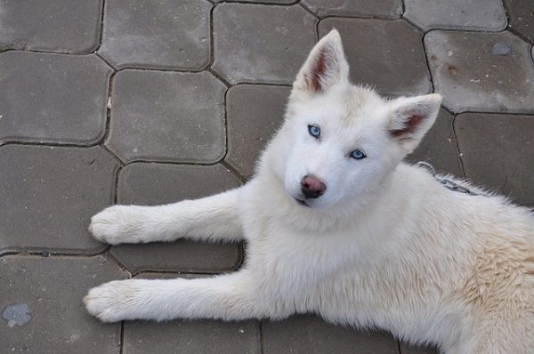 Blanka, fedelissima cagnolina husky premiata