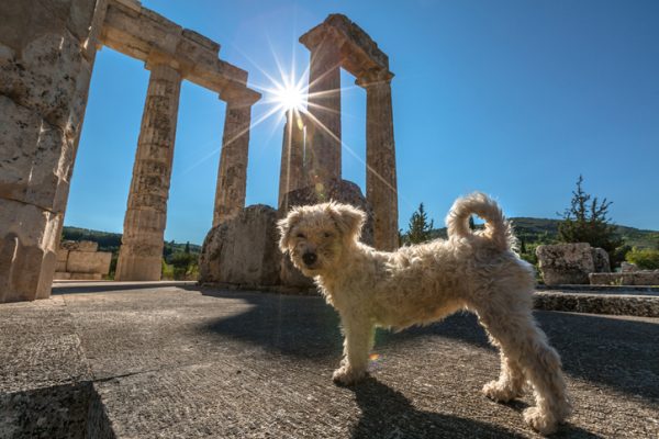 10 cani turisti in viaggio per il mondo (FOTO)