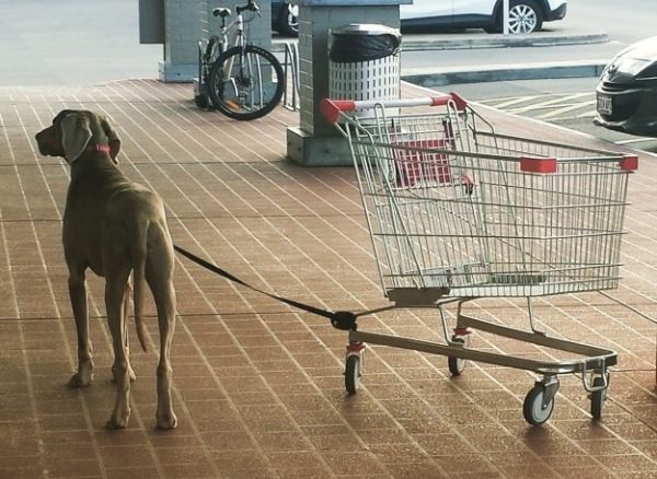 10 cani incastrati in situazioni difficili (FOTO)